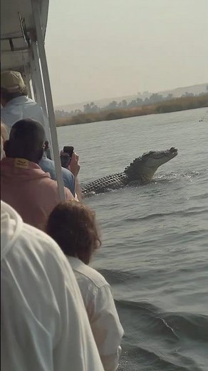 SCARY 15-Foot Crocodile Chases a Tourist Boat in the Nile River