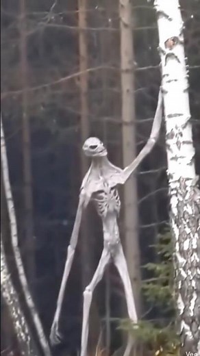 Horrors Seen: The Slender Forest Stalker Caught on Camera! 😱 | Urban Legend or Real?