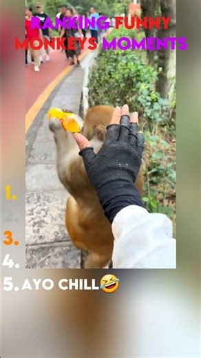Ranking funny monkeys moments #funny #animals #monkey #shorts