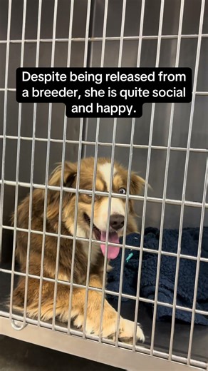 Mini Aussie Seeks Foster Home
