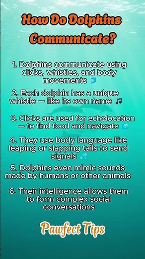 How Do Dolphins Communicate? | Secrets of Dolphin Language Explained