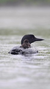 Loon chick up top in the rain. | Ray Yeager - RTY Photography
