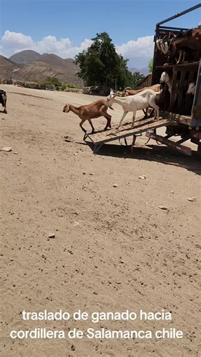 Videos de rodo_bu (@rodo_bu) con “sonido original - Felipe Ritmo Y Cumbia”