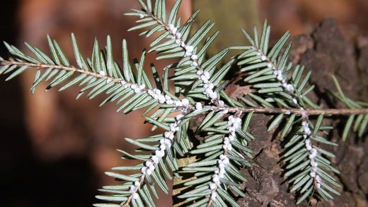 How you can help protect your hemlock trees from invasive hemlock woolly adelgid