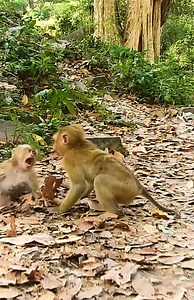 2.4K views · 32 reactions | Monkey Free on Reels | Facebook