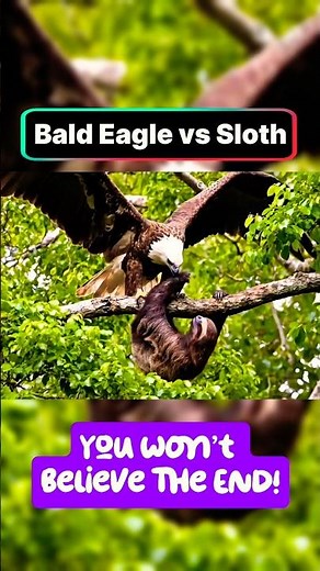 Bald Eagle Snatches Sloth in Mid-Air! 😱 #shorts