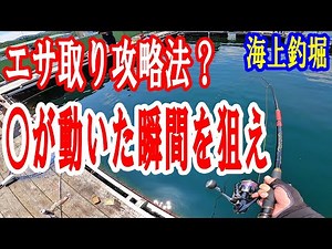 【海上釣堀】エサ取り攻略法！？餌をローテーションして○○が動いた瞬間を狙え！