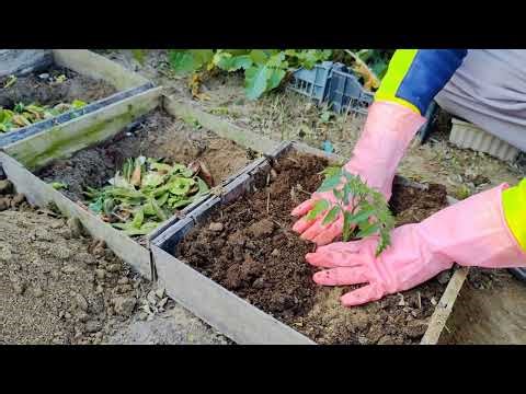 Watch Your Tomatoes EXPLODE! Don’t Plant Another Tomato Until You See This! ($0 Self-Feeding Method)
