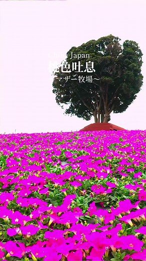 マザー牧場の桃色吐息で初夏を楽しもう