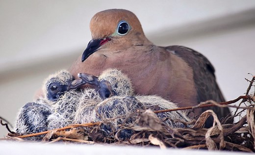 All About Mourning Dove Eggs and Baby Mourning Doves