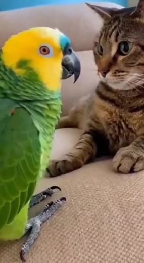 my girlfriend is a police officer ok🤣🤣 #amozonparrot #funnyvideos #funnybirds #funnypets #petparrot #funnyparrot #parrotlover #funnycatvideos #viralchallenge | ASMR Lilibu