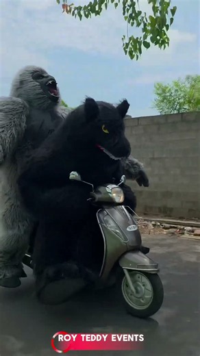 gorilla @ wolf in scooty #collegegirls #viral #trending #funny #royteddyevents #entertainment #fun