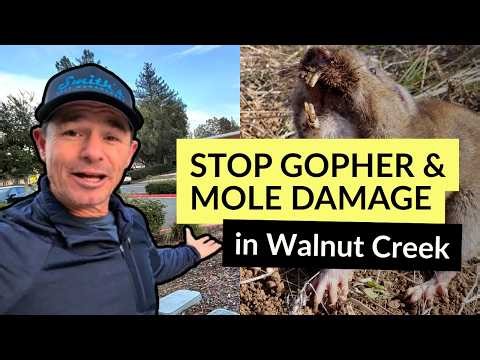 Gopher & Mole Control in Walnut Creek - Don't Make THIS Mistake