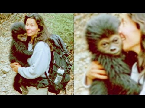 Woman Saves a Small Bigfoot from Mountain Lion, Then Unexpected Happens – Sasquatch Story