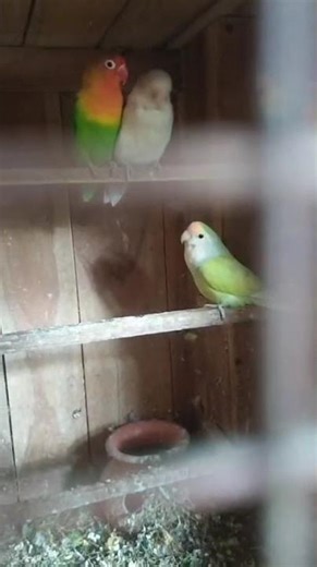 Small Parrot#shorts#ytshorts#shortsfeed#birds#