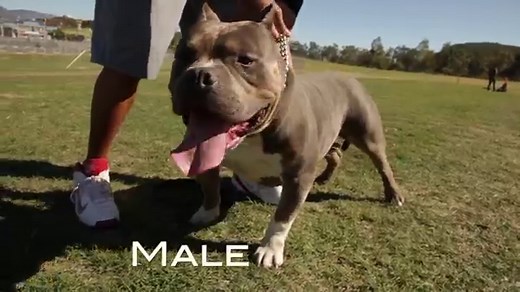 Standard American Bully - The Bulky and Muscular Dog Breed (Quick Guide) ⋆ American Bully Daily
