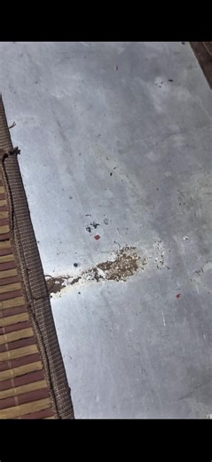 Umm guys? #meme | hi guys tomato meme