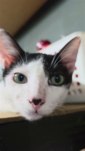 how to hynotize a cat