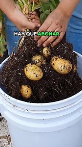 🌱🥔 Cultivo de papa en casa🥔🌱 ¿Sabías que puedes cultivar papas fácilmente en maceta o en un huacal o en un bote de 20 Litros? 🌱👌 Te comparto los cuidados para lograr una buena cosecha 👇 🟢 Una vez que tenemos nuestras papas brotadas, cortamos las partes con los brotes y las enterramos en la tierra, que queden bien cubiertos, y regamos. Normalmente los brotes empezarán a salir del sustrato entre los 10 y 20 días, dependiendo de la temperatura y la humedad. 🟢El tamaño de la maceta o conten