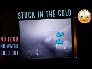 RESCUING AN AFRICAN GREY FROM A STORM DRAIN ( It's so cold 😢) PART 1