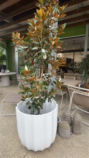 Lightweight pots in large to small sizes. Black and white for that statement piece at the front entrance to your home or balcony and alfresco areas #lightweightpots #whitepots #blackpots #potshop #thenurseryatacres | The Nursery at Acres | Facebook