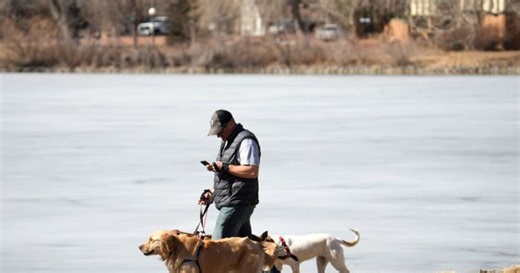 Why animal experts say multitasking while walking your dog is a problem