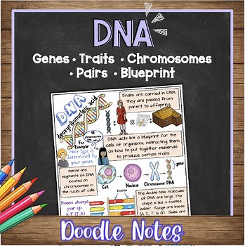 DNA Doodle Notes & Quiz | Middle School and High School Biology Visual