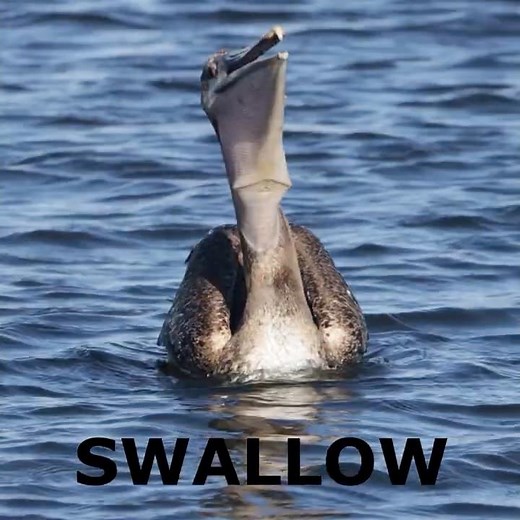 Dive → Drain → Swallow: Brown Pelican is the Perfect fishing machine #birds #wildlife #shorts