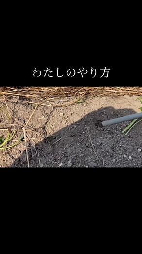 わたしのやり方。 サツマイモの植え方。 私はこんな風にしてます。 皆さんのやり方は？ 数勝負なら斜めに、 大きさ勝負なら垂直に。（笑） #さつまいも #スピーディー | Satoru Mizutani
