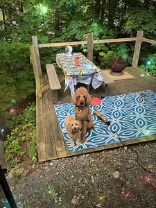 ❤️🐩🐾 These adorable Florida Poodle Rescue alums really enjoy the RV life with mom Lynn. This picture is in the city of Ticonderoga, NY. They all left home in St. Petersburg on May 3rd and have been as far NW as Minnesota on this trip. They’ll be home in September! Lynn says Poodles are the best RVers ever! | Florida Poodle Rescue