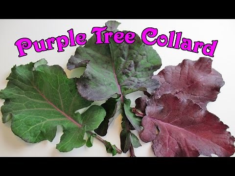 A Closer Look At The Amazingly Abundant Purple Tree Collard!