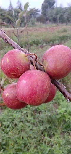 Braeburn apple heavy production in Kenya- bending branches #farming #farmingtraditions #apple