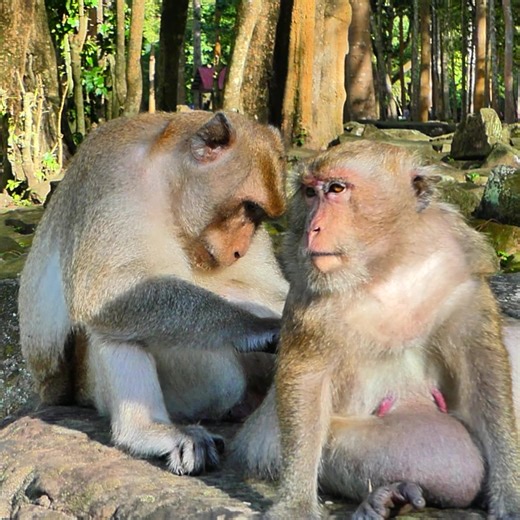 A perfect perch for peace, together. 🧘🐒🐒🌿 #monkeytime #branchbuddies #NaturePals #adventurebuddies #junglelife | Monkey Moments 101