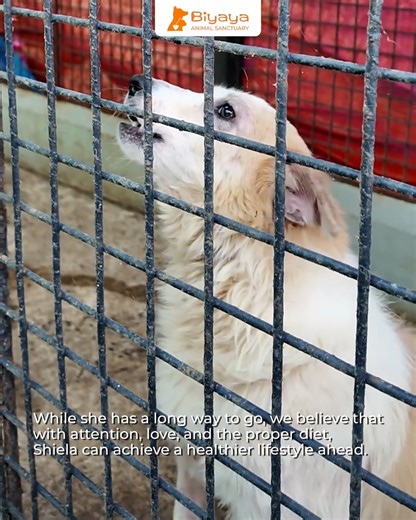 Meet Shiela–one of our Biyaya rescued fur baby pioneers, and NUPEC’s Weight Control diet recipient. NUPEC Philippines Watch to know more about her journey to a healthier life below. 🧡 Visit biyaya.ph to know how to adopt, donate, or sponsor a Biyaya rescued fur baby 🐾 Follow The Biyaya Animal Care Foundation to donate, foster, volunteer, partner, or collaborate. You may also reach out to: 💌 info@biyaya.ph 📞 639178589555 (Viber, Telegram, Whatsapp) Every pet deserves quality care 🧡 #BeABiyay