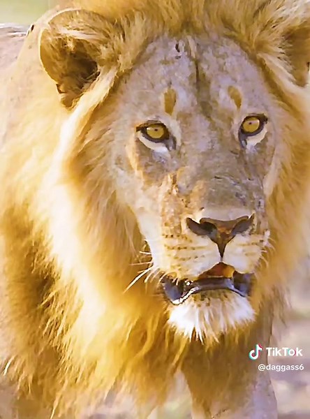 Exploring Wildlife: Fascinating Lion Behavior