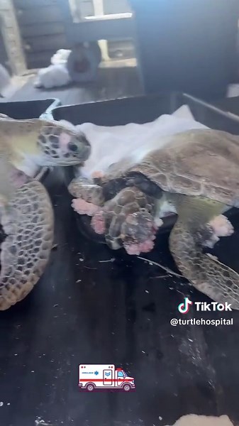 Sea Turtle Eye Tumor Surgeries at Turtle Hospital
