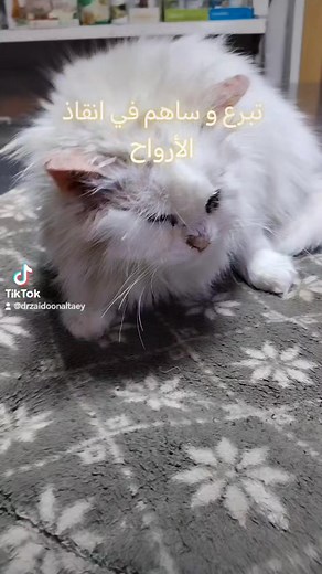 1.7K views · 89 reactions | السلام عليكم هذه هي القطه التي تم العثور...