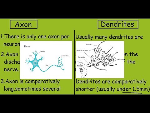 AXON Vs DENDRITES |Fast Differences and Comparisons|