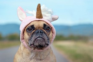 25 Pictures of Dogs Wearing Hats to Make Your Day Better | LoveToKnow