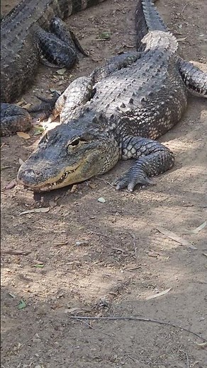 Adorable Alligator Alert! Tiny Teeth and Big Charm 🐊❤️