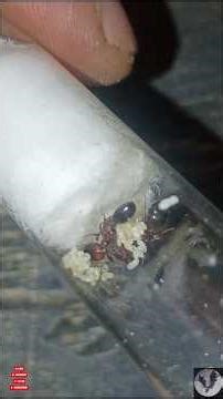 Fire Ant Update - Week 3 #antkeeping #ants