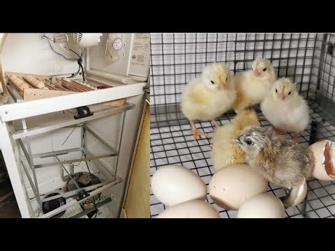 AUTOMATIC EGG INCUBATOR - I used an old FRIDGE and ARDUINO