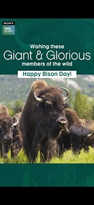 Wishing these big, wondrous and incredible beings a Happy Bison Day! #SonyBBCEarth #FeelAlive #BisonDay #Wildlife #Bison #Animals | Sony BBC Earth