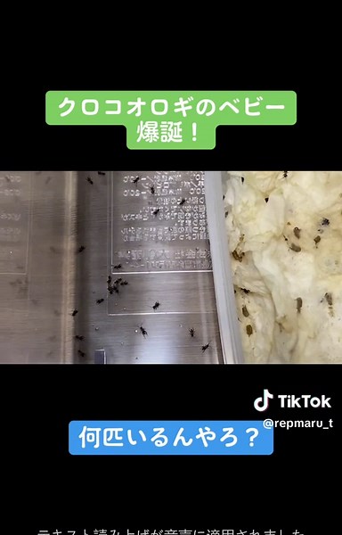 クロコオロギの繁殖！ #爬虫類倶楽部 #爬虫類のいる生活 #reptileslover #爬虫類好きな人と繋がりたい #クロコオロギ
