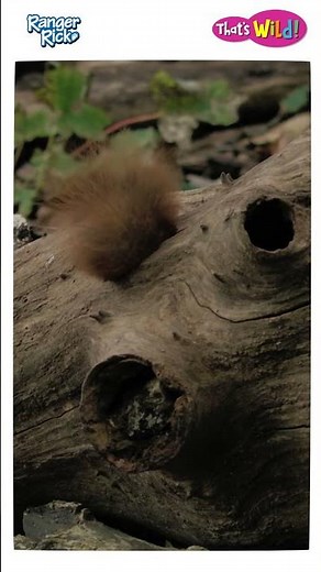 Red Squirrel | That's Wild #squirrel #animalfacts #kidslearning