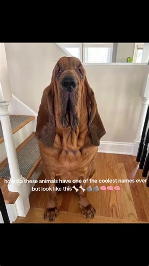 #fyp #cuddlesthedog #bloodhound