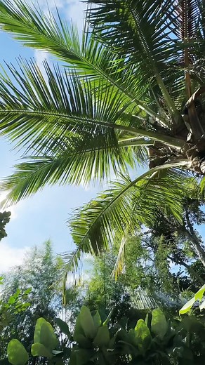 59 reactions · 8 comments | Peek inside our OG cabin, Cabin 1! ✨ Sun-drenched mornings by the heated pool and jacuzzi, cozy evenings by the viewing deck while being surrounded by nature's embrace. What captures your heart the most? Share your favorite features! #fyp #tiktokph #tagaytay #traveltiktok #foryoupage #staycationph #travel #Tagaytayroadtrip #traveltok #tagaytaystaycation #foryou #travelph #travelphilippines | Narra Cabins | Facebook