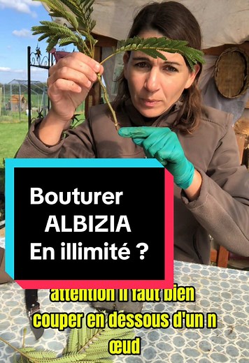 Comment bouturer un albizia pour des économies illimitées
