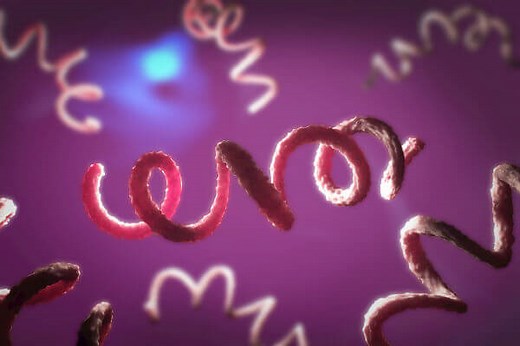 Sífilis: transmissão, sintomas e diagnóstico - Brasil Escola