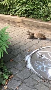 153K views · 3.3K reactions | Egeltjes komen weer tevoorschijn  Ps....